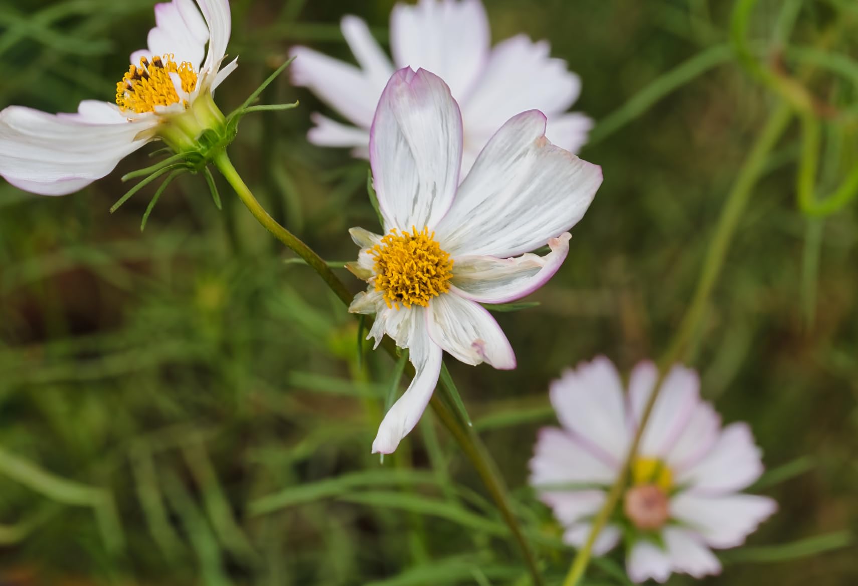 Great macro lens