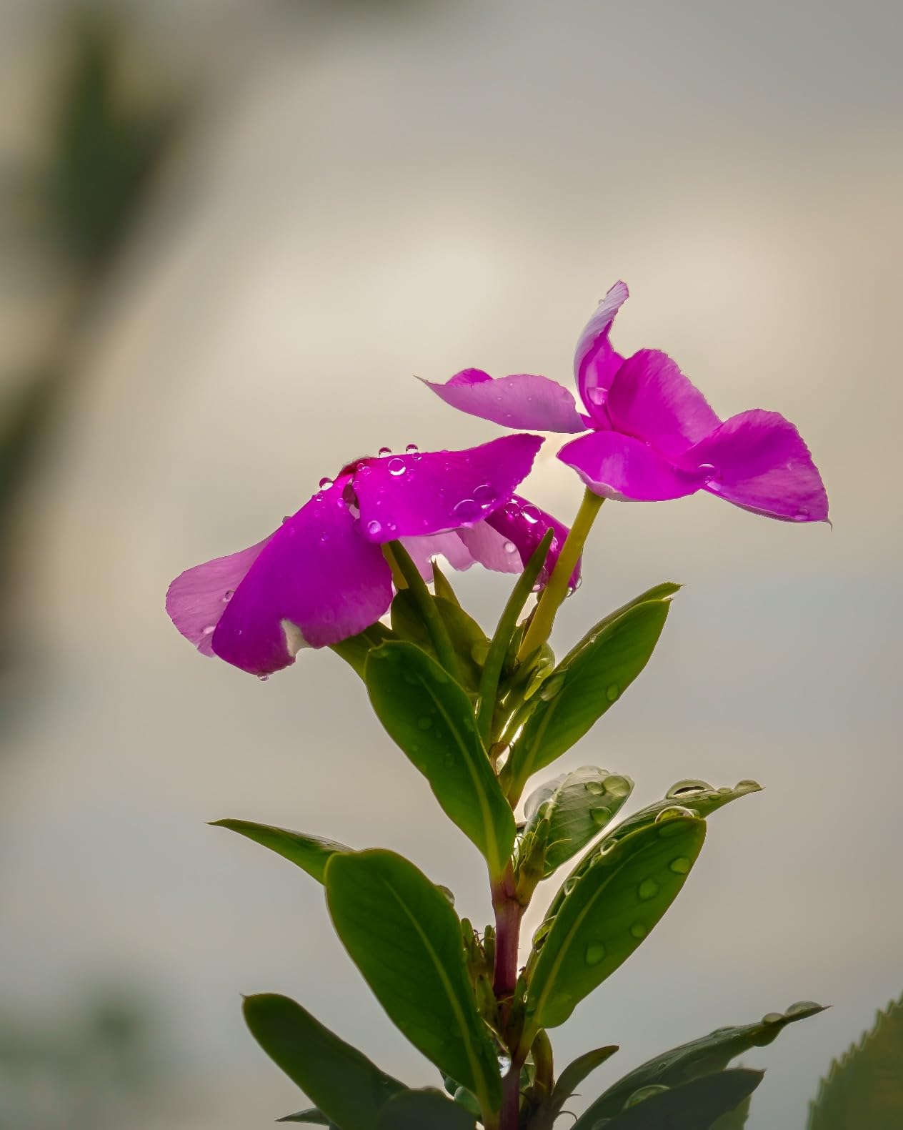 Superb autofocus