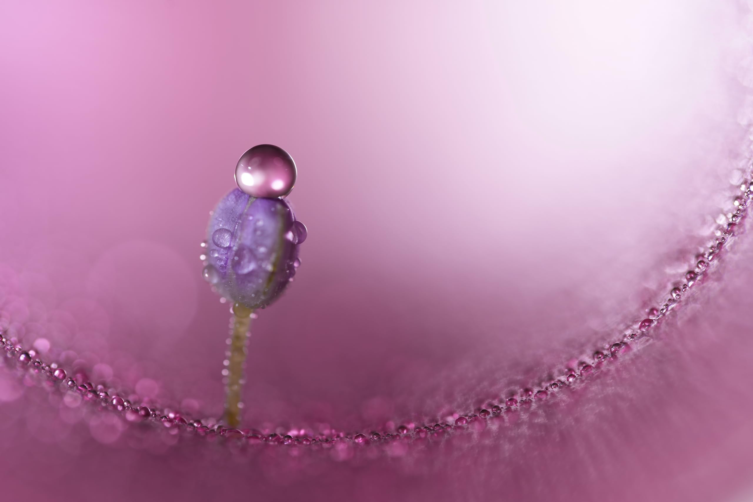 sony-fe-100mm-f2-8-gm-oss-macro-lens image 8