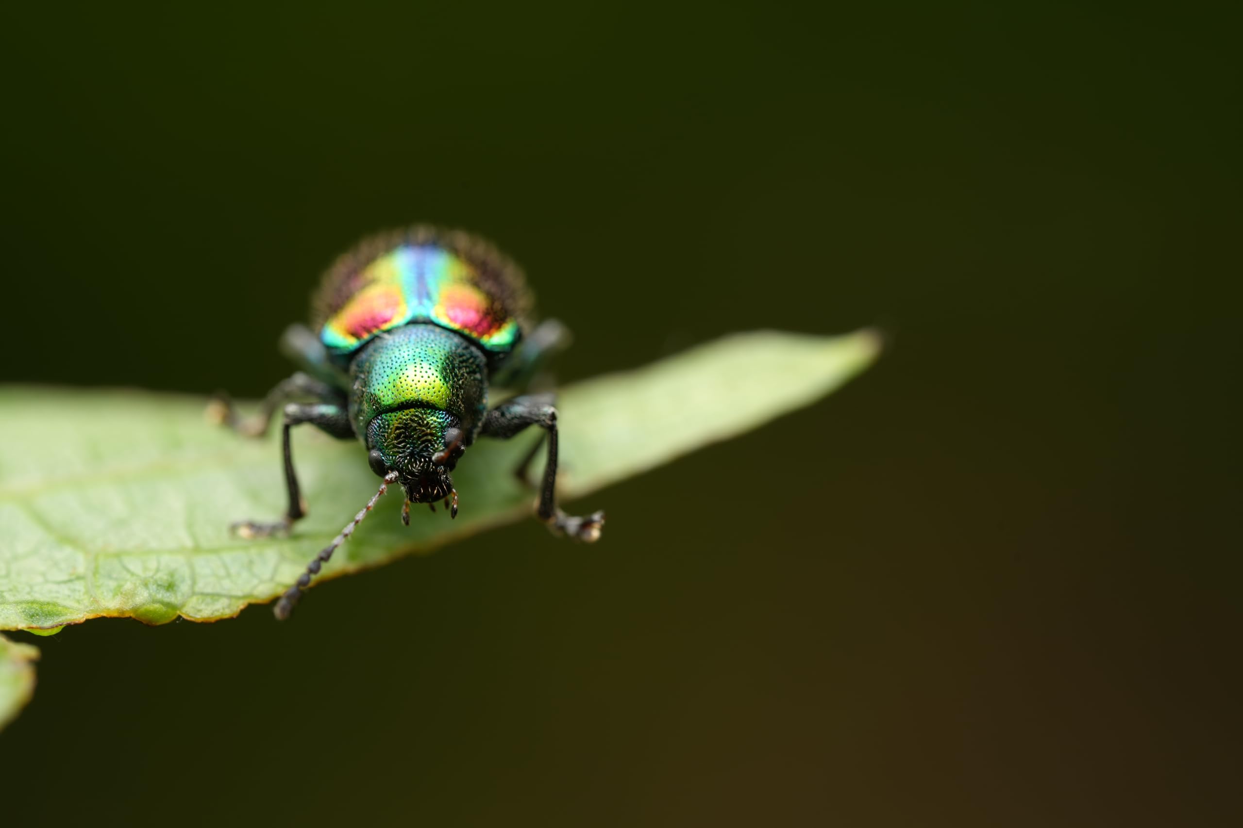 sony-fe-100mm-f2-8-gm-oss-macro-lens image 6
