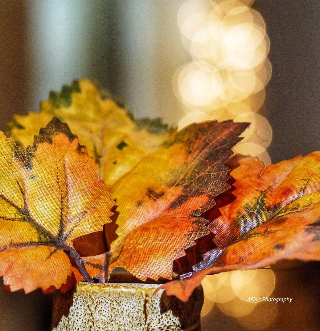 Bokeh king