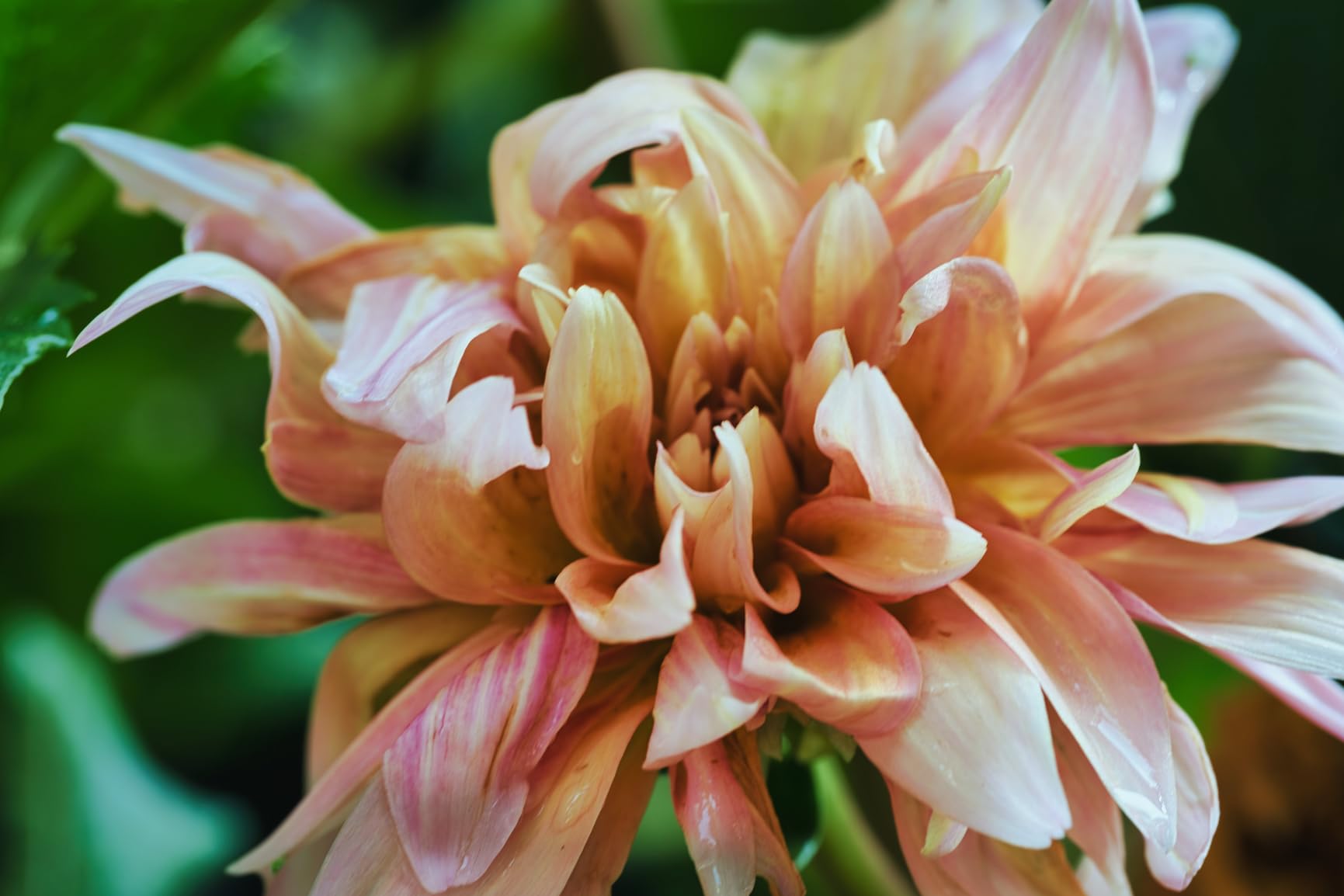 Incredible sharpness and bokeh