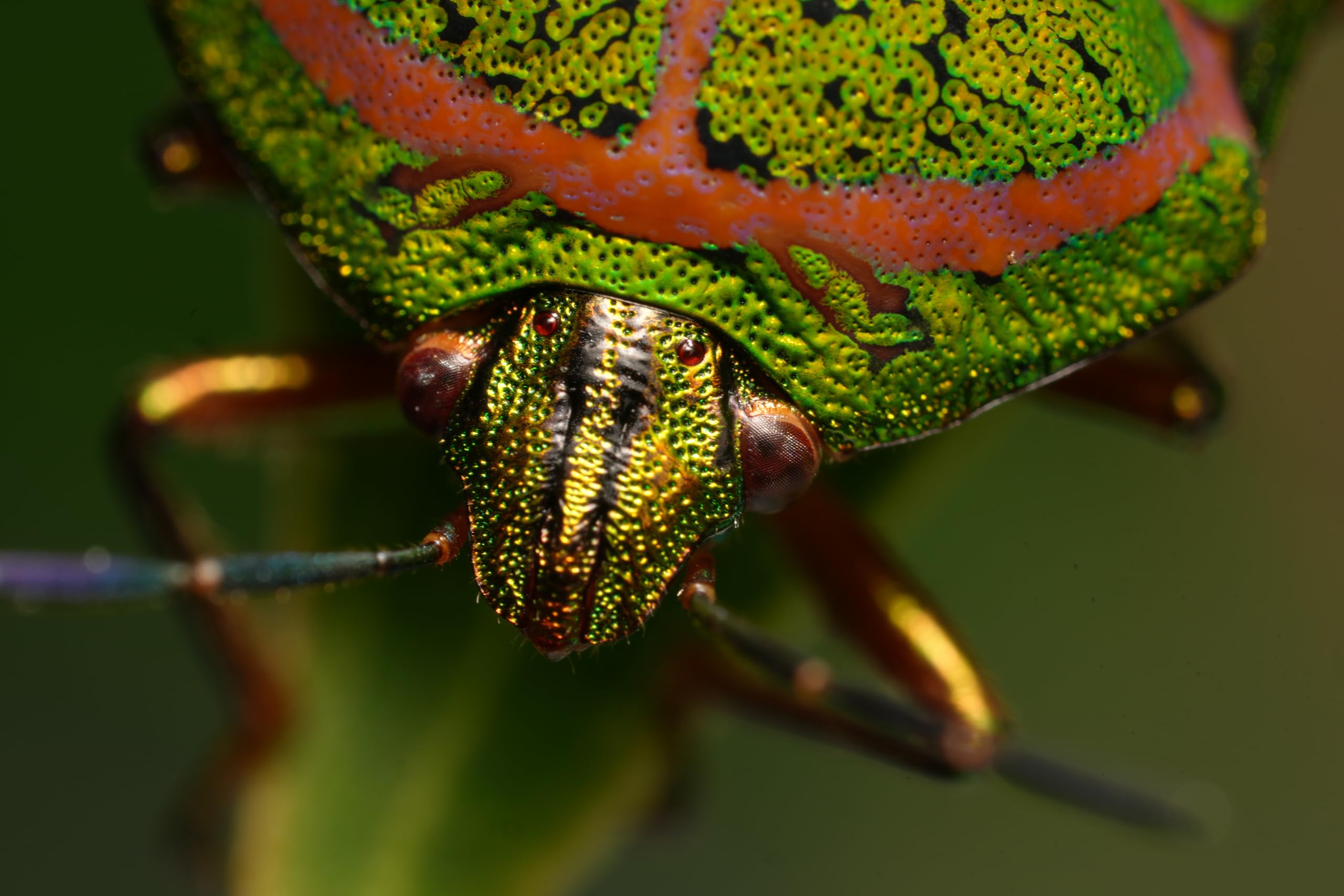 sony-fe-100mm-f2-8-gm-oss-macro-lens image 7